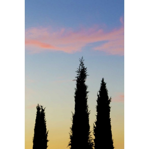 Italy, Orvieto Cypress trees and cloud at sunset